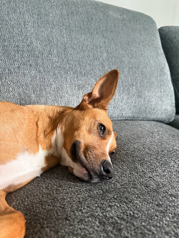 Blaze - Basenji