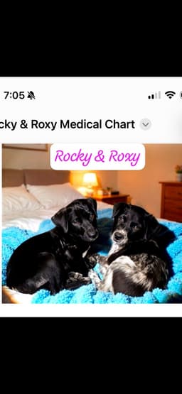 Rocky image 4