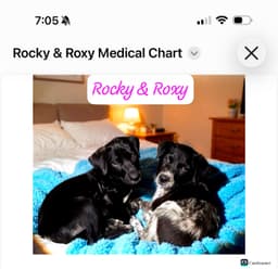 Roxy image 3