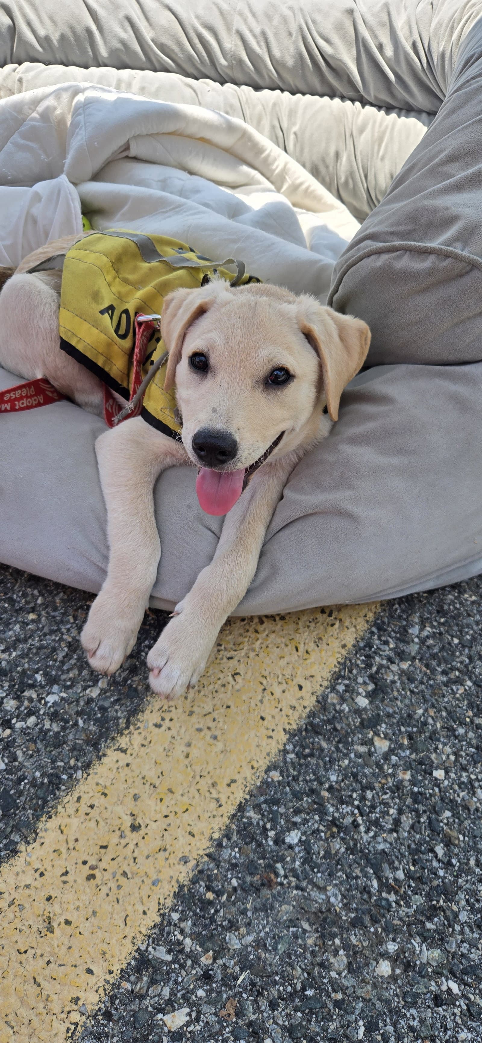Daniel - Labrador Retriever