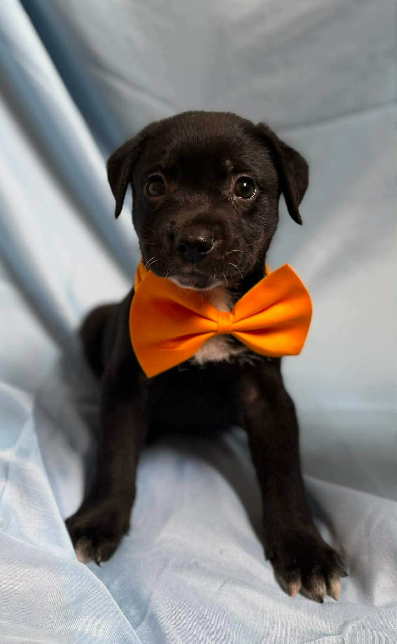 Damien - Labrador Retriever