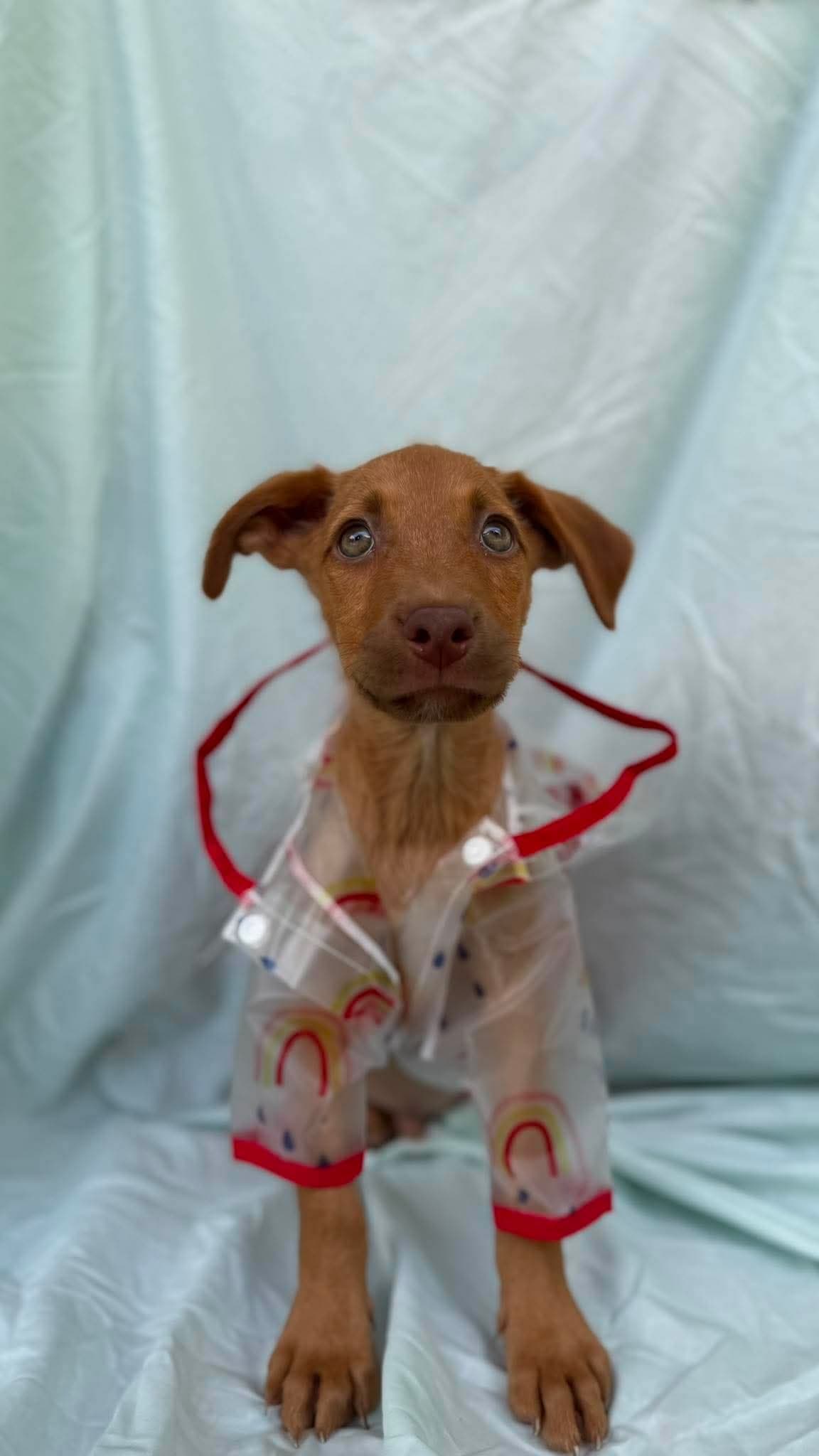 Messi - Labrador Retriever