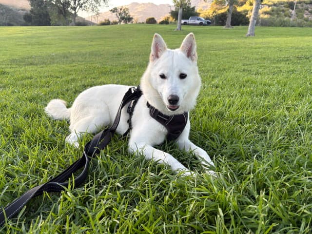 Red - Jindo (Korean)