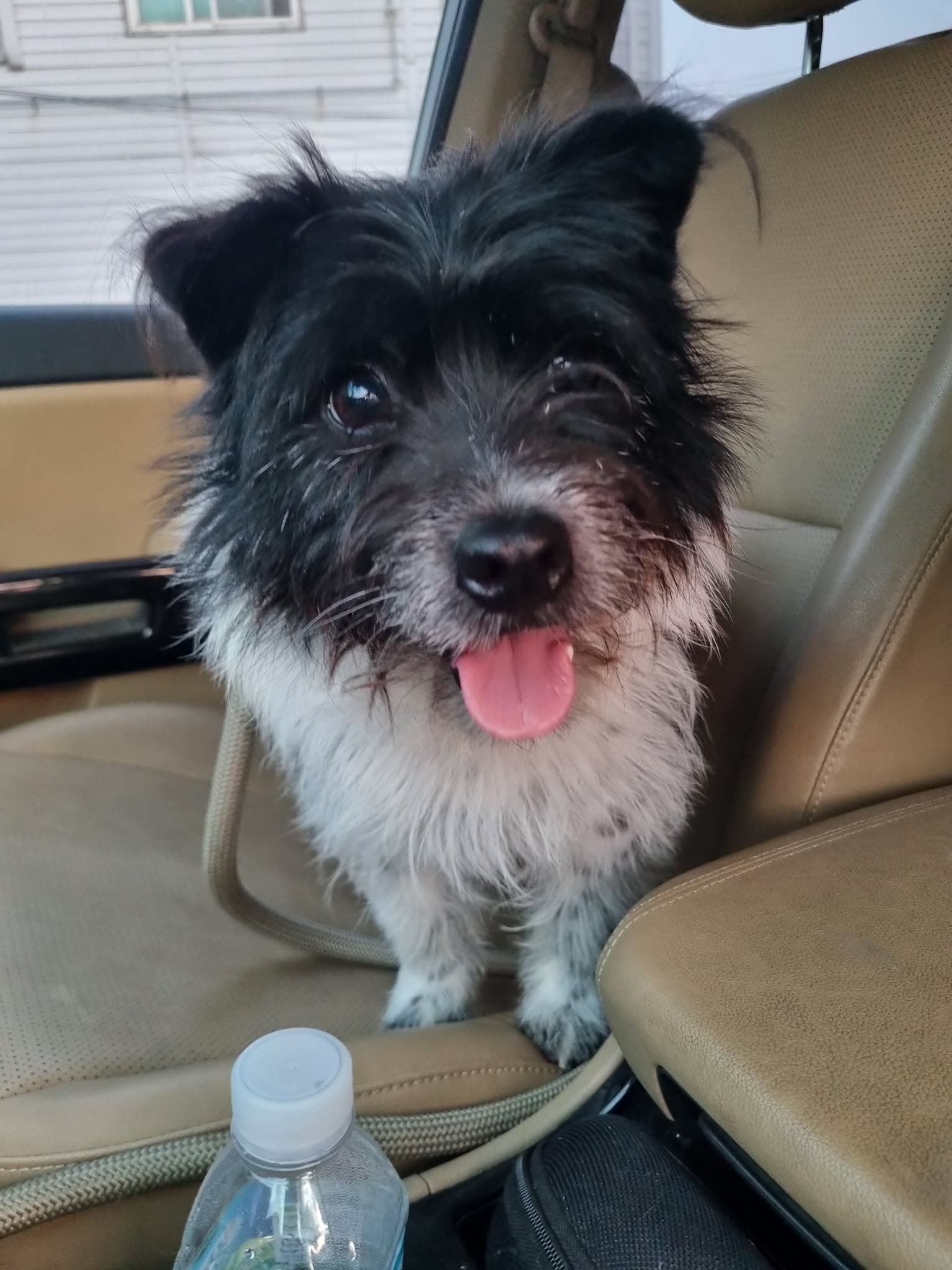 Heart - Terrier