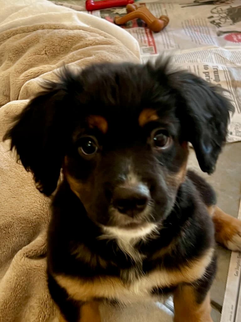 Cannoli - Spaniel