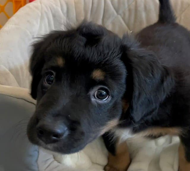 Limoncello - Spaniel