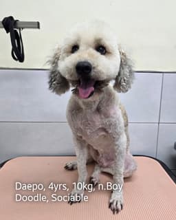 Daepo image 1