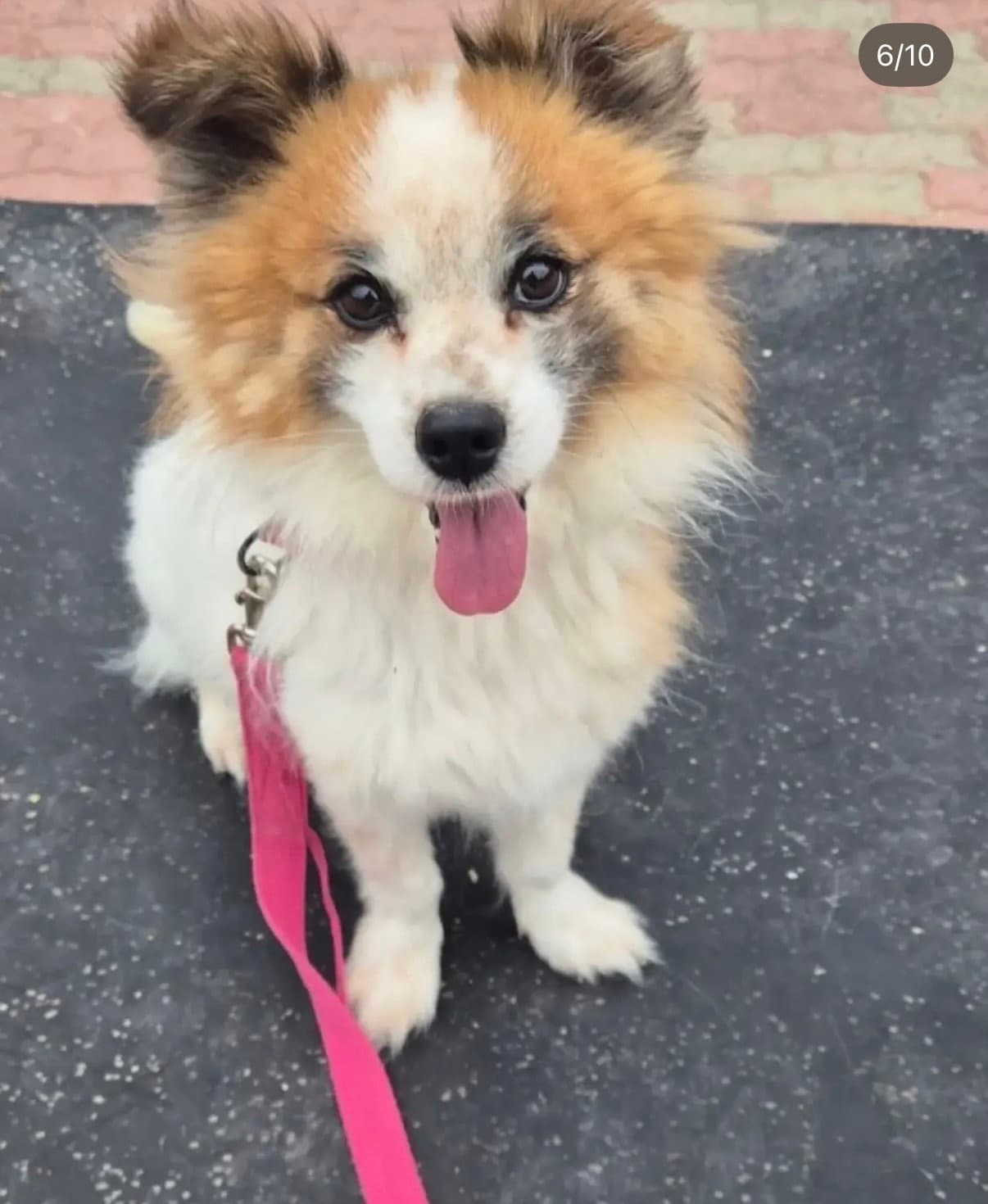 Toffee - Pomeranian