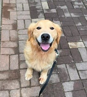 Hodong - Golden Retriever