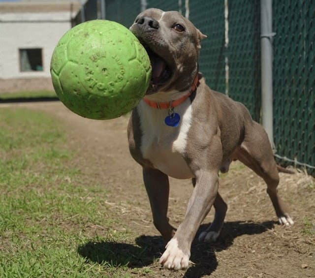Peter - Pit Bull Terrier