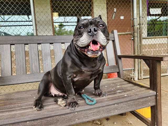 Bertha - Bulldog