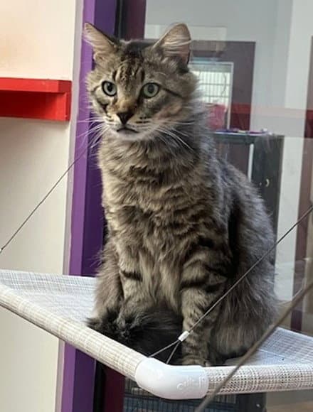 Cupid - Domestic Long Hair