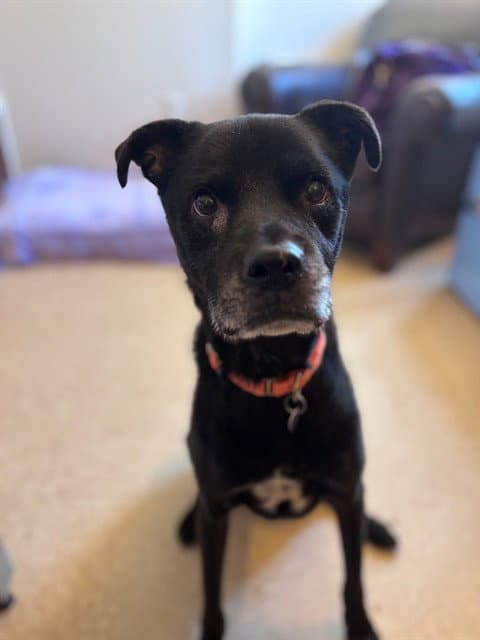 Max - Labrador Retriever