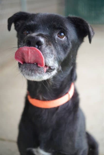 Max - Labrador Retriever