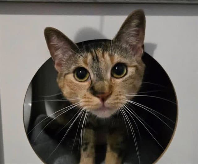Tiana - Domestic Short Hair