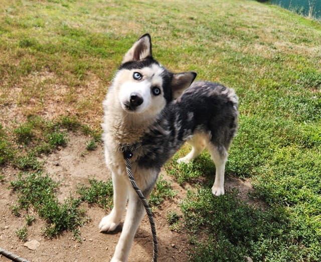 Everest - Siberian Husky