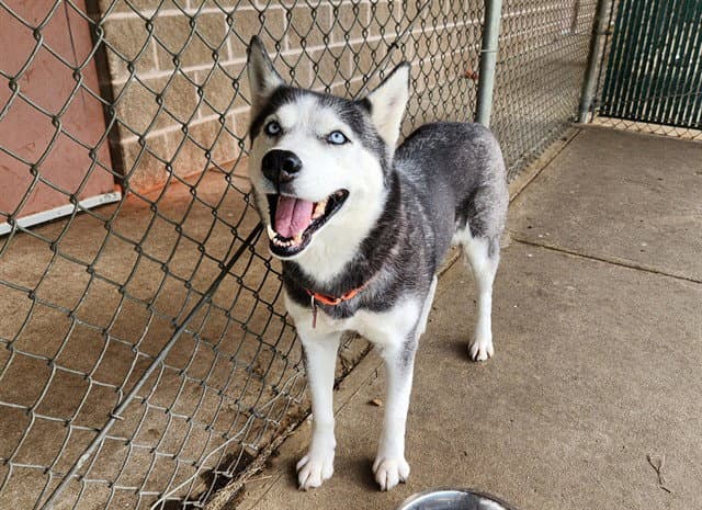Monroe - Siberian Husky