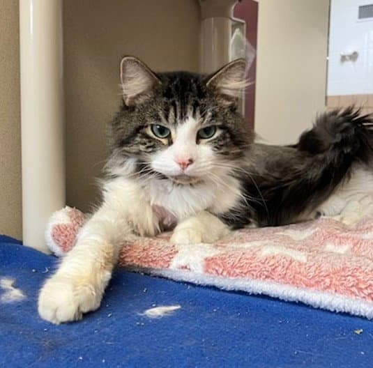 Eggo - Domestic Short Hair