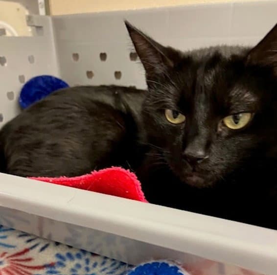 Karma - Domestic Short Hair