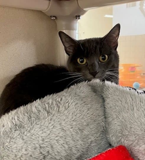 Xena - Domestic Short Hair