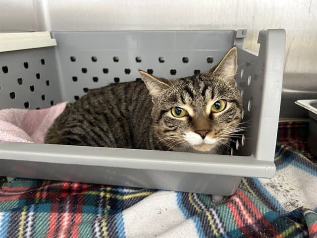 Joe - Domestic Short Hair