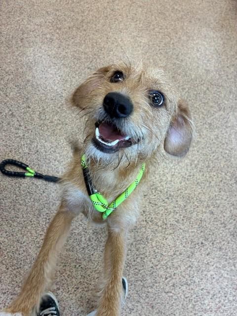 Egg Roll - Norfolk Terrier