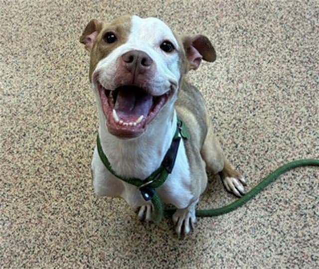 Zoey - Pit Bull Terrier