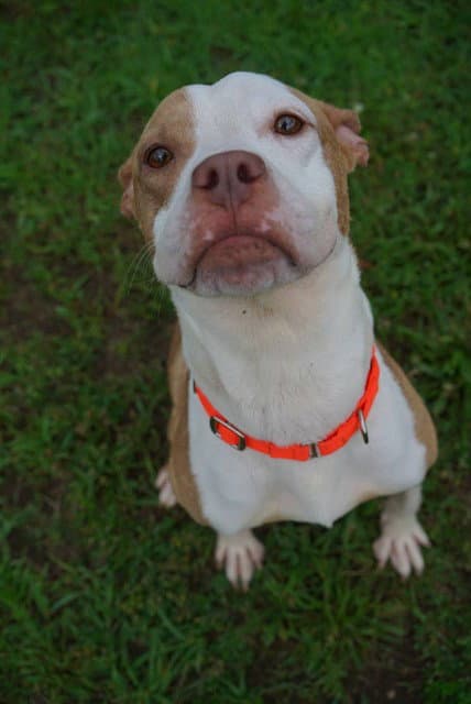 Zoey - Pit Bull Terrier