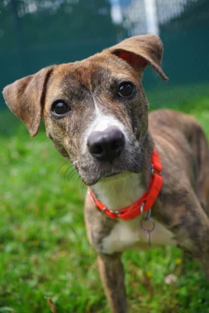 Squeakers - Pit Bull Terrier