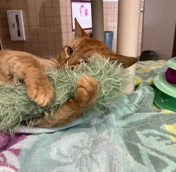 Paul - Domestic Short Hair