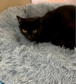 Peanut image 1