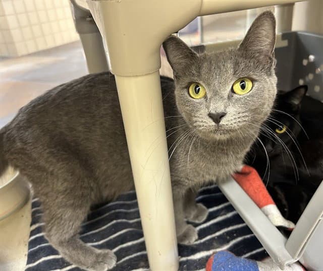 Selene - Domestic Short Hair