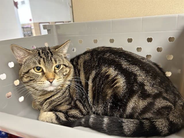 Stan - Domestic Short Hair