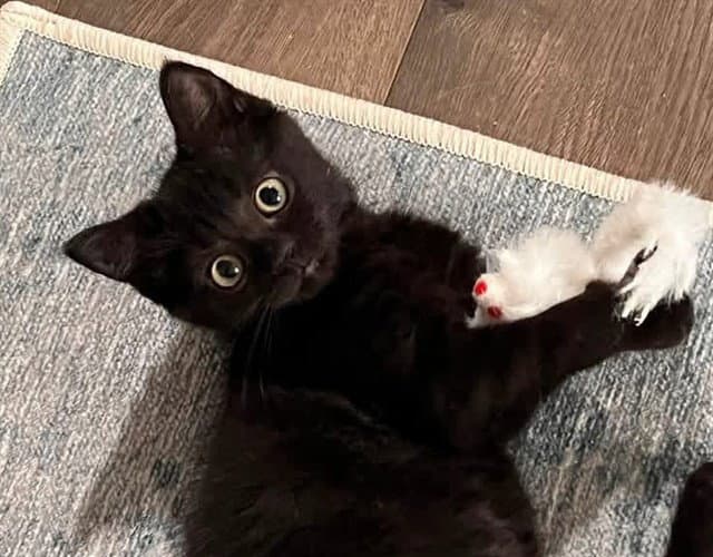 Lexie - Domestic Short Hair