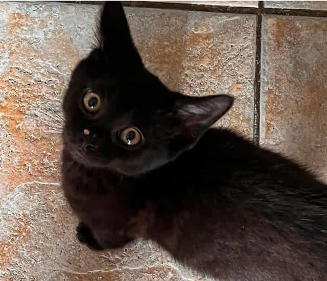 Alex - Domestic Short Hair