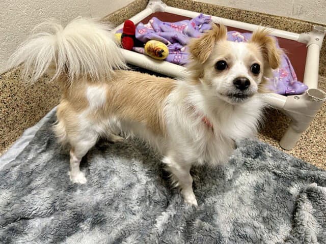 Cashew - Chihuahua