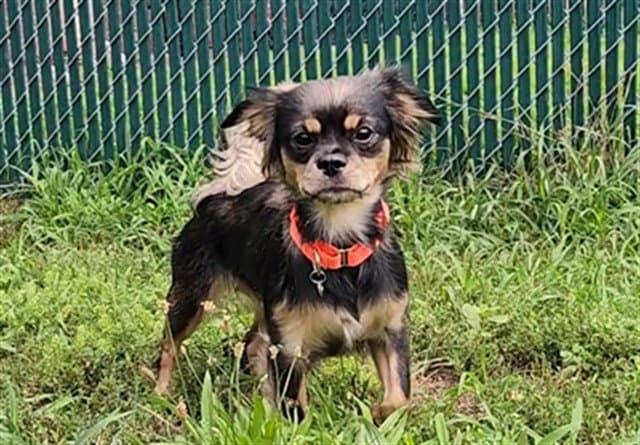 Morticia - Chihuahua