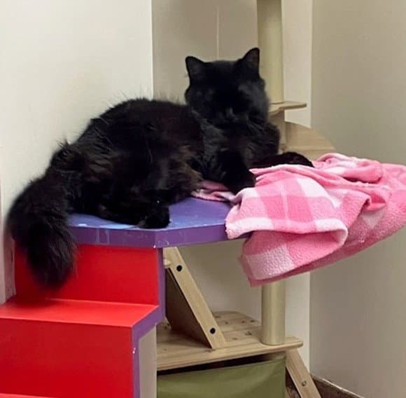 Cassie - Domestic Short Hair