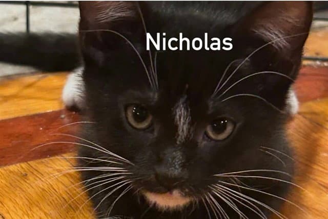 Nicholas - Domestic Short Hair