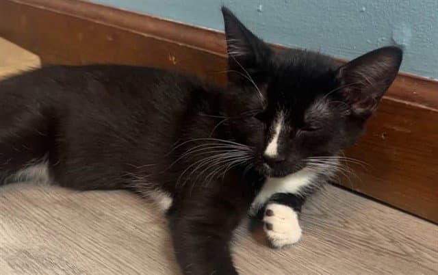 Olaf - Domestic Short Hair