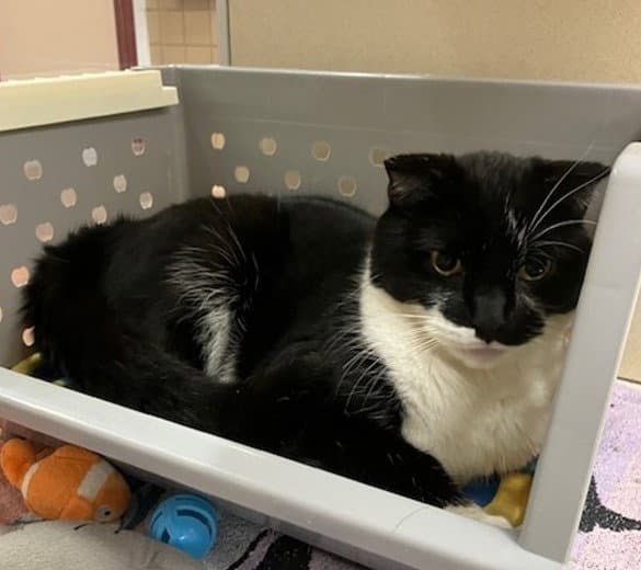 Bob - Domestic Medium Hair