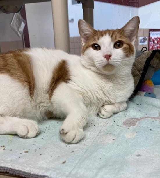 John - Domestic Short Hair