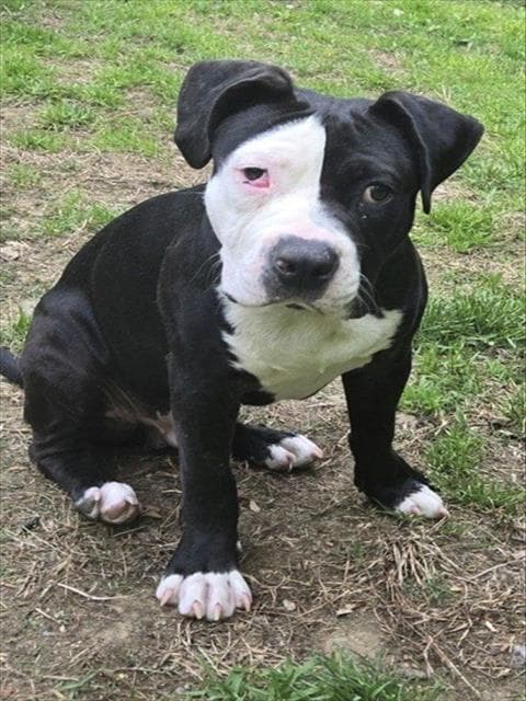 Doug - Pit Bull Terrier