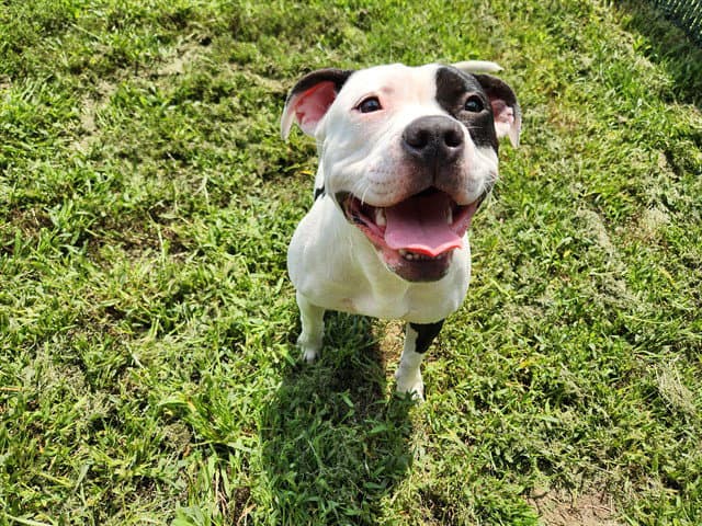 Cookie - Pit Bull Terrier