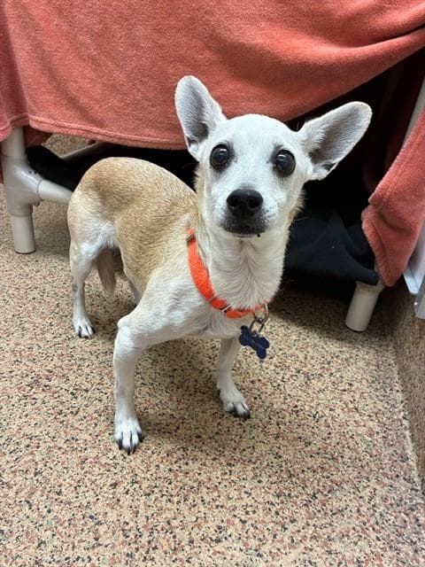 Pancho - Chihuahua