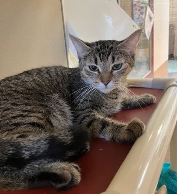 Arlie - Domestic Short Hair