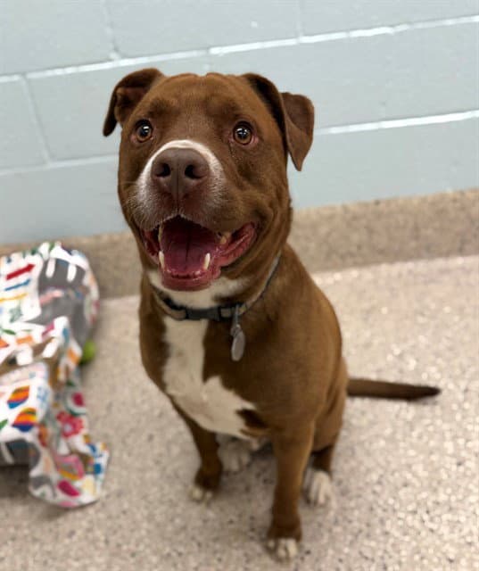 Cooper - Pit Bull Terrier