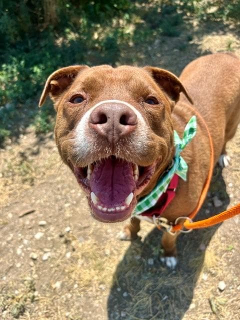 Cooper - Pit Bull Terrier