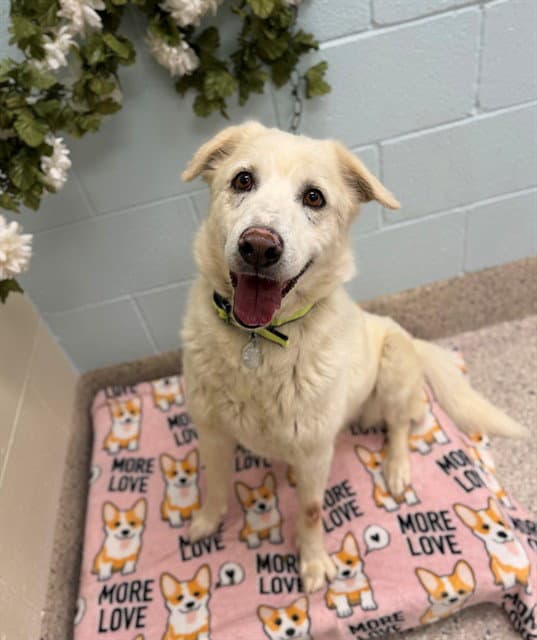 Chapo - Labrador Retriever