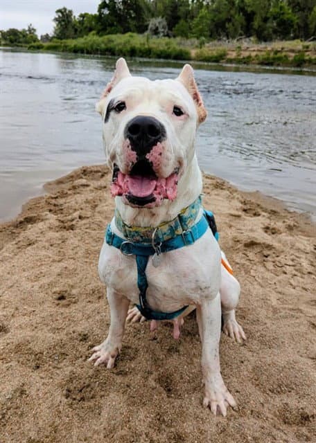 Judge Cindy - Dogo Argentino